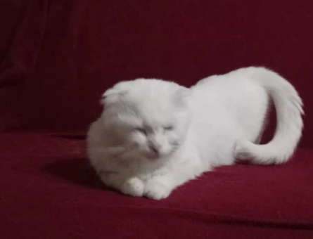 Scottish Fold Dişi Kedim Yuva Arıyor - 5919