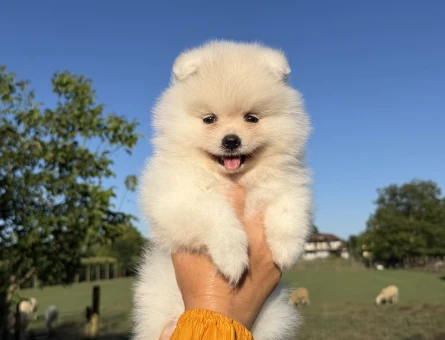 KUSURSUZ KARBEYAZ POMERANİAN BOO - 5922