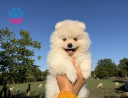 KUSURSUZ KARBEYAZ POMERANİAN BOO