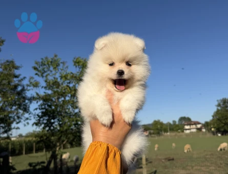 KUSURSUZ KARBEYAZ POMERANİAN BOO