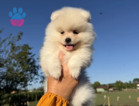 KUSURSUZ KARBEYAZ POMERANİAN BOO