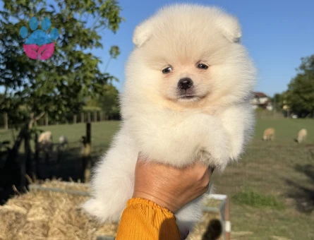 GÜLEN YÜZ KARTOPU GİBİ DİŞİ POMERANİAN BOO