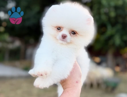 KUSURSUZ KARBEYAZ MİCRO TEACUP ERKEK POMERANİAN NOO
