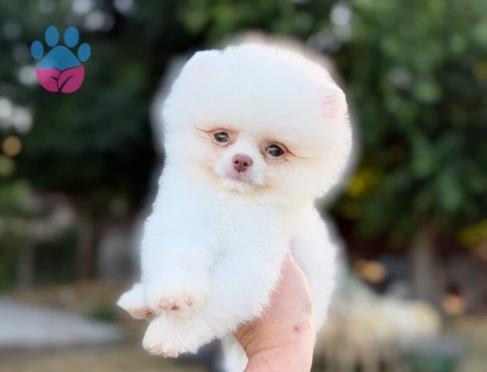 KUSURSUZ KARBEYAZ MİCRO TEACUP ERKEK POMERANİAN NOO