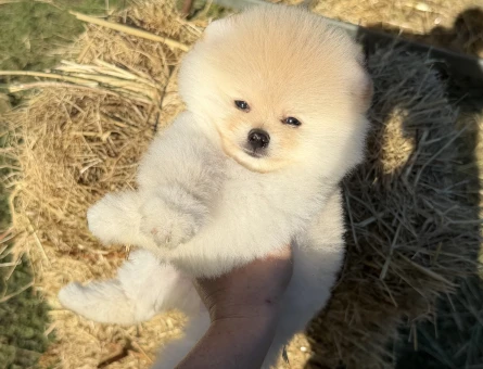 AYICIK POMERANİAN BOO - 5928