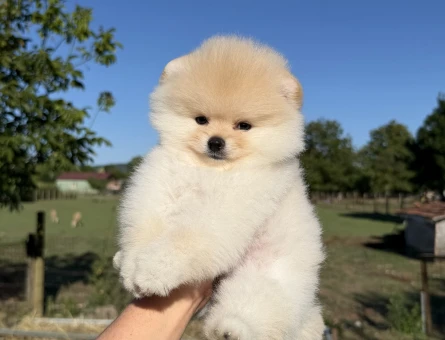 KREM POMERANİAN BOO ÜST DÜZEY - 5933