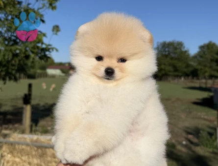 KREM POMERANİAN BOO ÜST DÜZEY