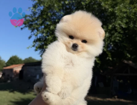 KREM POMERANİAN BOO ÜST DÜZEY