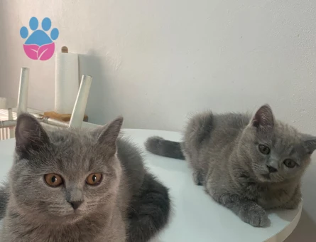 British Shorthair Sevimli miniklere yuva