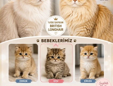 British Longhair Bebekler 2 Aylık - 5938