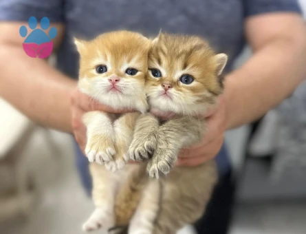 British Longhair Bebekler 2 Aylık