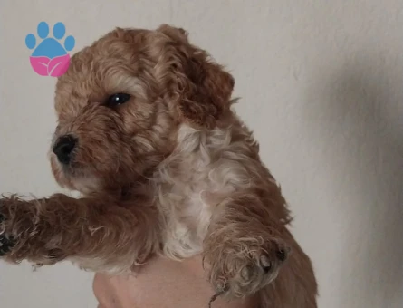 1 aylık Baby face maltipoo - 5939
