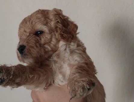 1 aylık Baby face maltipoo - 5939