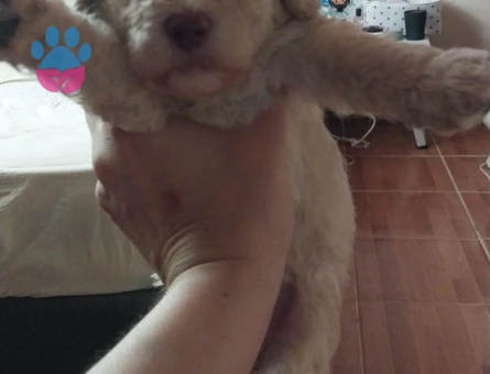 1 aylık Baby face maltipoo