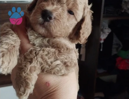 1 aylık Baby face maltipoo