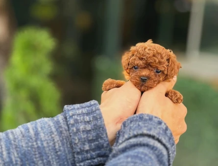 Kore Teacup Poodle 3 Aylık Yavrular - 5940
