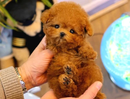 Dünya Tatlısı Poodle Yavrularımız - 5941