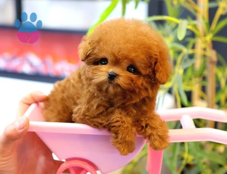 Dünya Tatlısı Poodle Yavrularımız