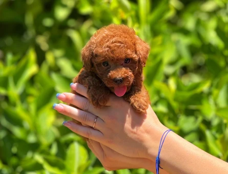 Eşi benzeri olmayan poodle bebeklerimiz - 5942