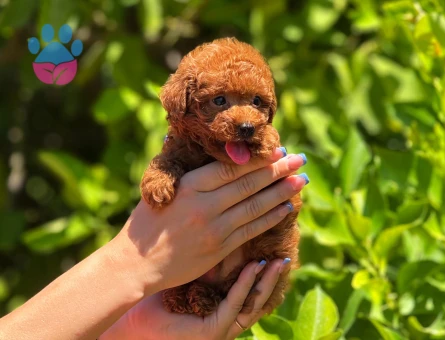 Eşi benzeri olmayan poodle bebeklerimiz