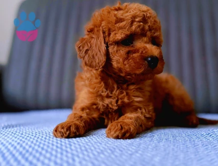 Efsane geldi Poodle Kore bebek - 5943