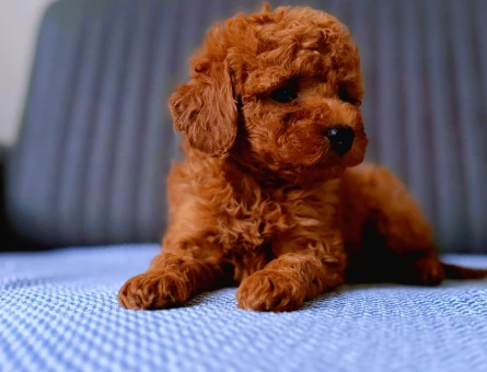 Efsane geldi Poodle Kore bebek - 5943