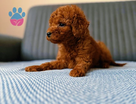 Efsane geldi Poodle Kore bebek