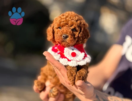Bebek yüzlü babyface Kore Poodel