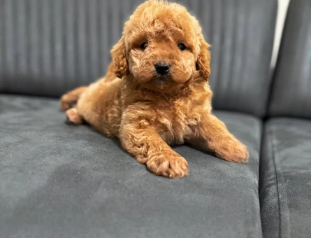 Kore Poodle bebek yüzlü - 5945