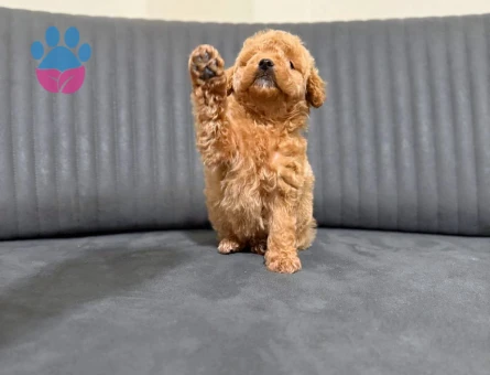 Kore Poodle bebek yüzlü