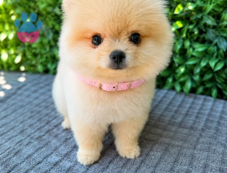 Ruhsatlı Üretimden Pomeranian Boo Yavrumuz | Safkan