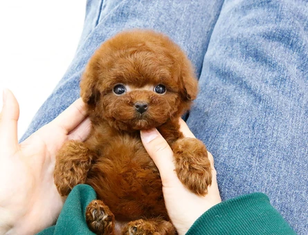 Toy Poodle 2 Aylık Dişi ve Erkek - 5947