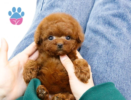 Toy Poodle 2 Aylık Dişi ve Erkek