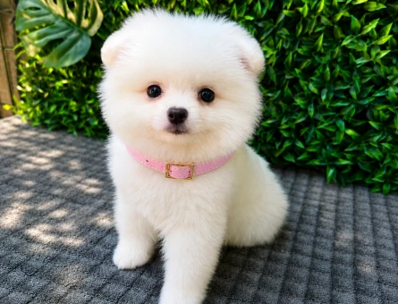 Ruhsatlı Üretimden Beyaz Pomeranian Boo Yavrumuz | Safkan - 5948