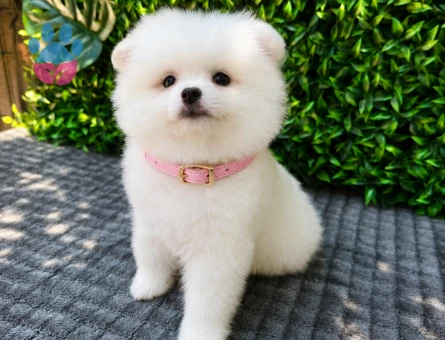 Ruhsatlı Üretimden Beyaz Pomeranian Boo Yavrumuz | Safkan