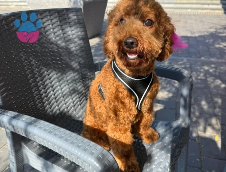 1 Yaşında, Aşıları Tam, Eğitimli Dişi Toy Poodle - 5949