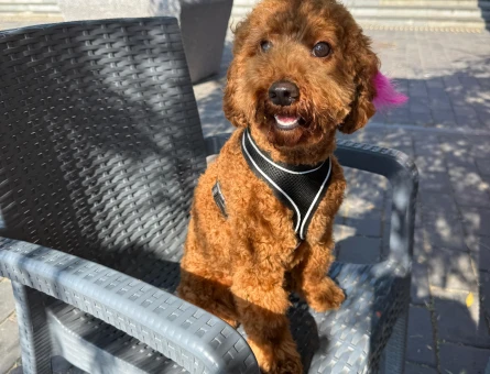 1 Yaşında, Aşıları Tam, Eğitimli Dişi Toy Poodle - 5949
