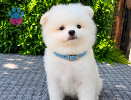 Ruhsatlı Üretimden Beyaz Pomeranian Boo Yavrumuz | Safkan - 5950