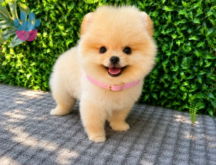 Ruhsatlı Üretimden Cream Pomeranian Boo Yavrumuz | Safkan