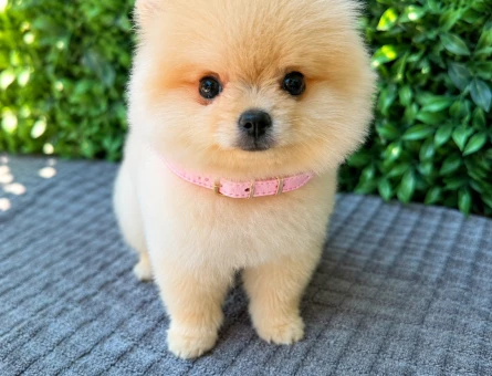 Ruhsatlı Üretimden Cream Pomeranian Boo Yavrumuz | Safkan - 5951
