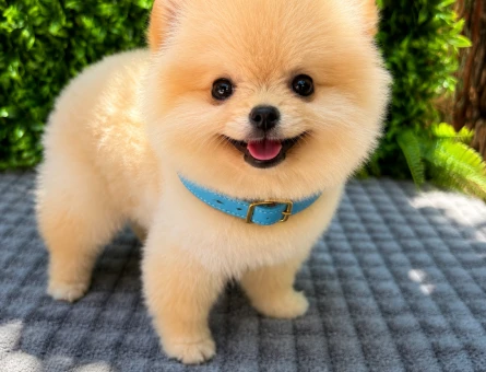 Ruhsatlı Üretimden Cream Pomeranian Boo Yavrumuz | Safkan - 5952