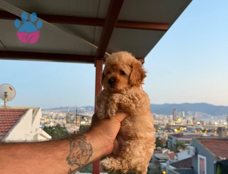 Maltipoo yavruları 1 Yaşında - 5953