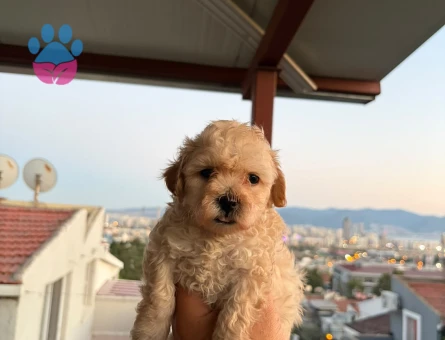 Maltipoo yavruları 1 Yaşında