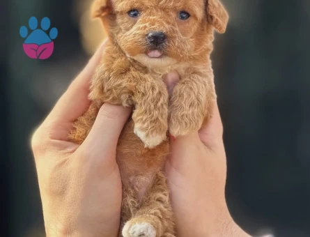 Toy Poodle 3 Aylık Dişi ve Erkek Yavrular - 5959