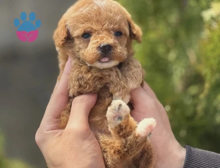 Toy Poodle 3 Aylık Dişi ve Erkek Yavrular