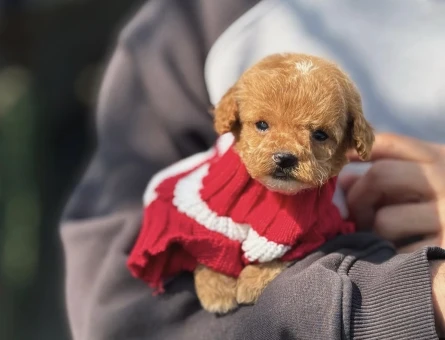 Teacup Poodle 3 Aylık Bebeğimiz - 5960