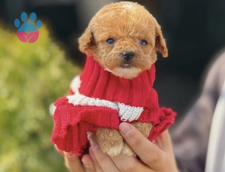 Teacup Poodle 3 Aylık Bebeğimiz