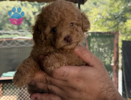Toy Poodle Mükemmel Kalite Yavrularımız - 5961