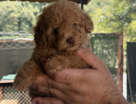 Toy Poodle Mükemmel Kalite Yavrularımız - 5961