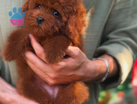 Teacup 3 Toy Poodle Dişi ve Erkek YavR - 5963